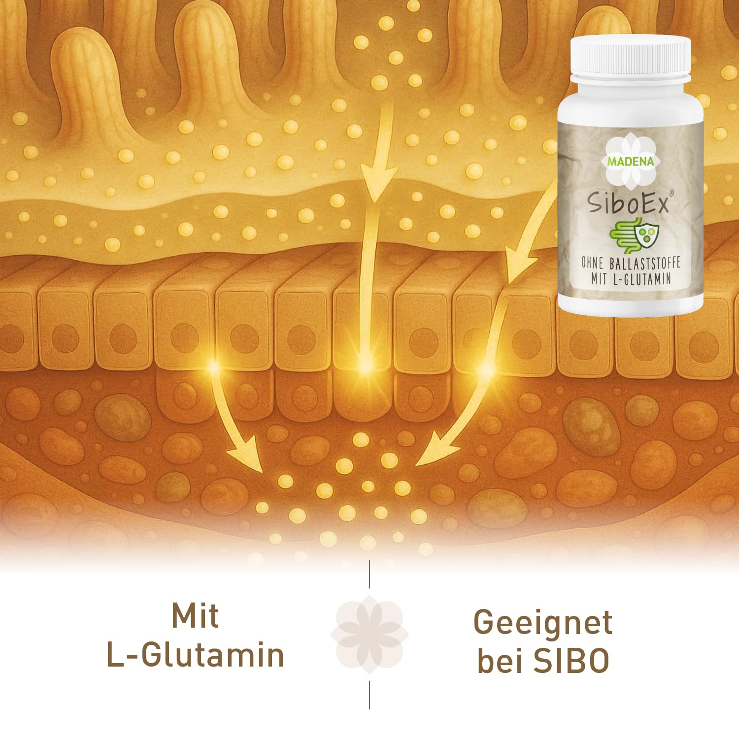 MADENA SiboEx Darmbakterien-Komplex ohne lösliche Ballaststoffe, 60 Kapseln mit 10 Bakterienstämmen (20 Mrd.) inkl. Bacillus coagulans, subtilis & clausii und L-Glutamin, vegan