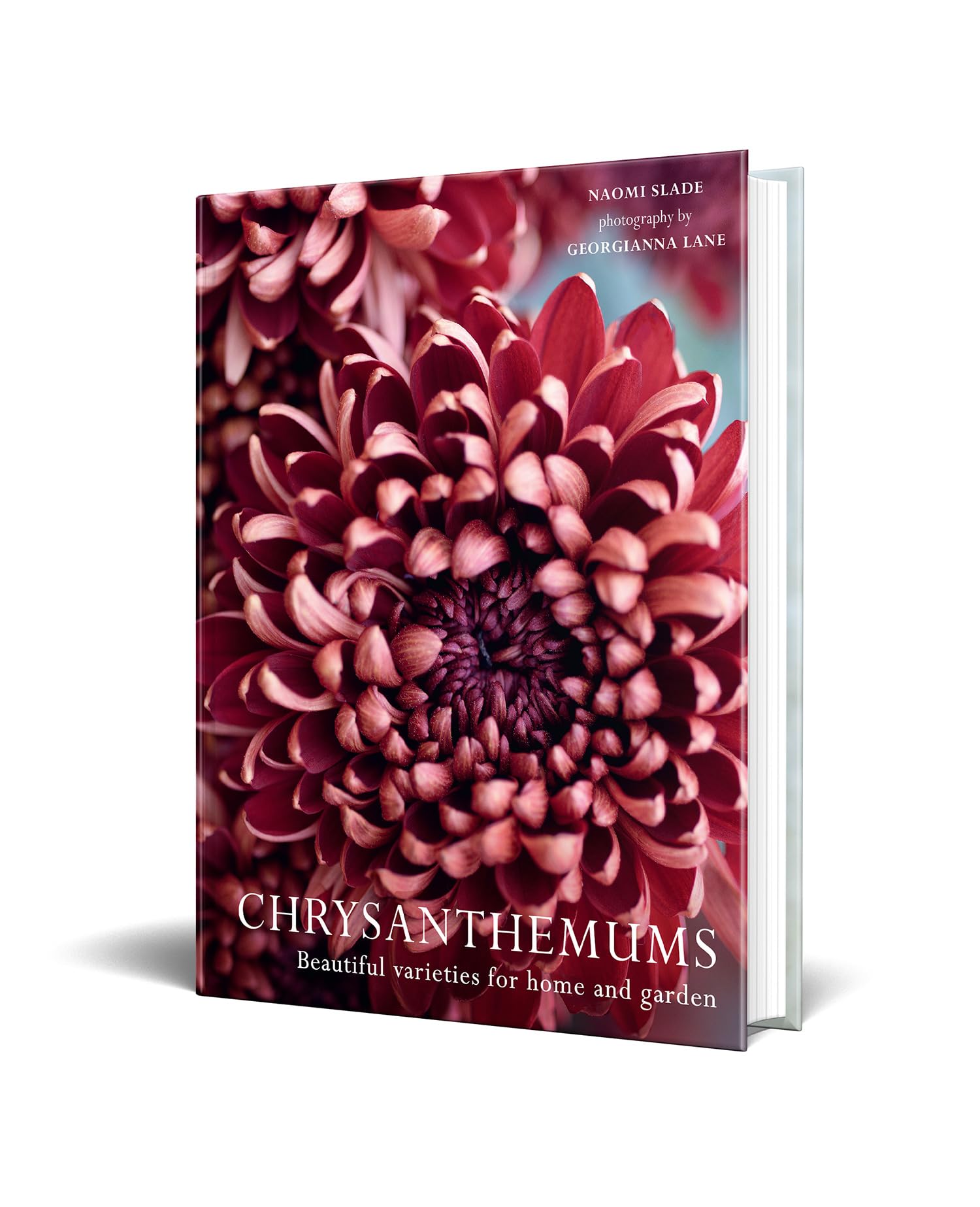 Chrysanthemums: Beautiful Varieties for Home and Garden