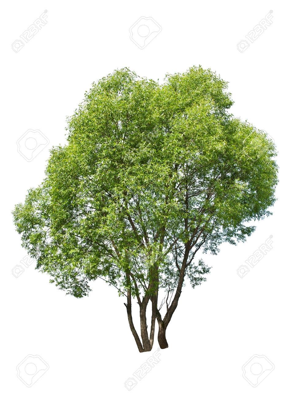 (One) Fastest Growing Tree in The World Ready to Plant One Live