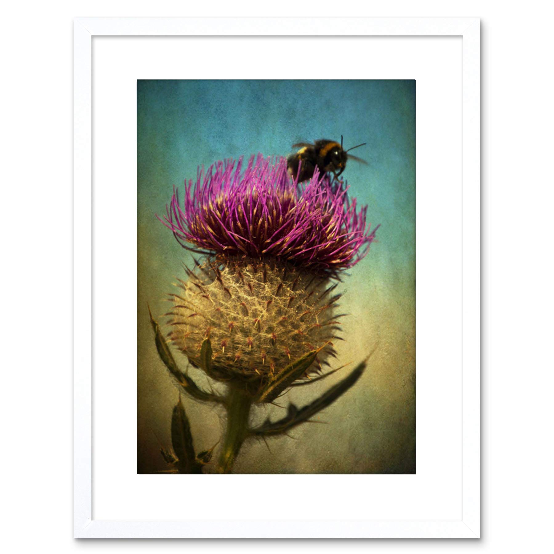 Wee Blue Coo Photo Bumble Bee Thistle Flower Scotland Framed Wall Art Print