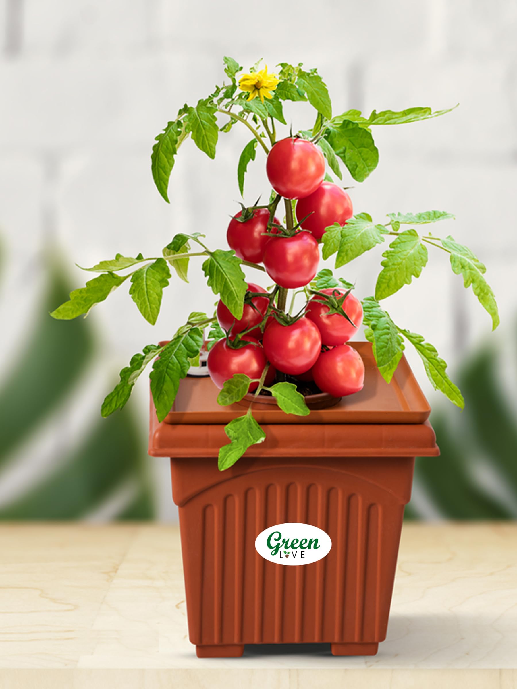 Green Live Hydroponic Planter Tomato Kit Home Garden, Small Balconies, nutrients & All Essentials to Start Growing Plants Indoor & Outdoor hydroponic Gardening (B0CBZMPR4K) Amazon Price History, Amazon Price Tracker