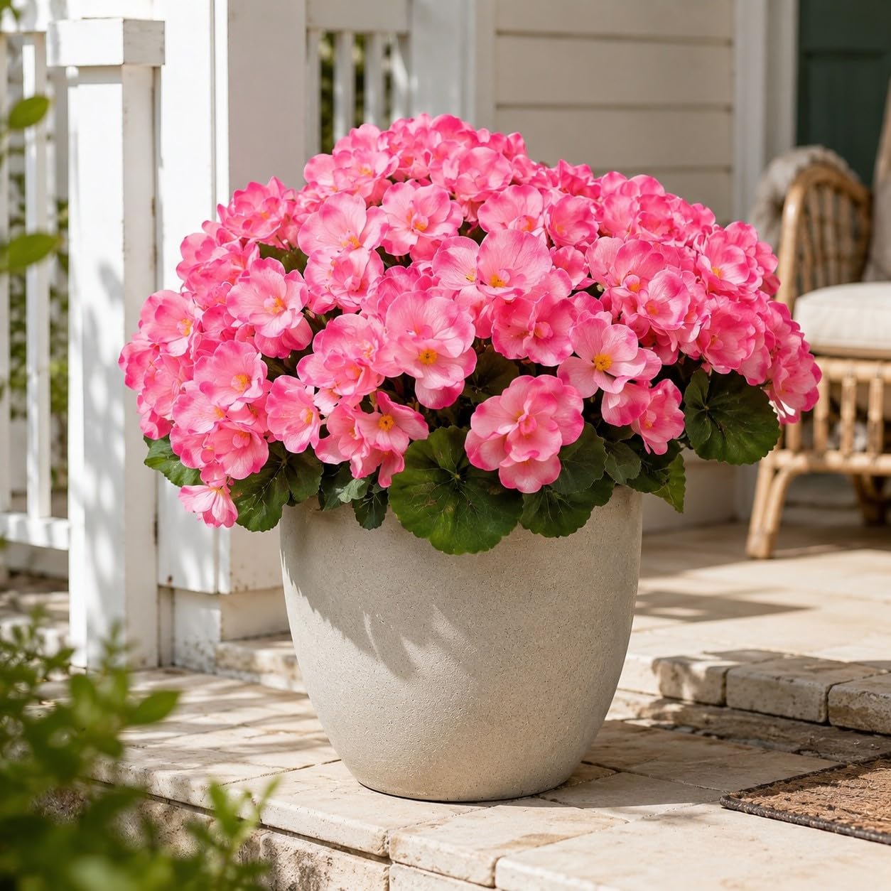 Aisamco 6 Bundles UV Resistant Geraniums Outdoor
