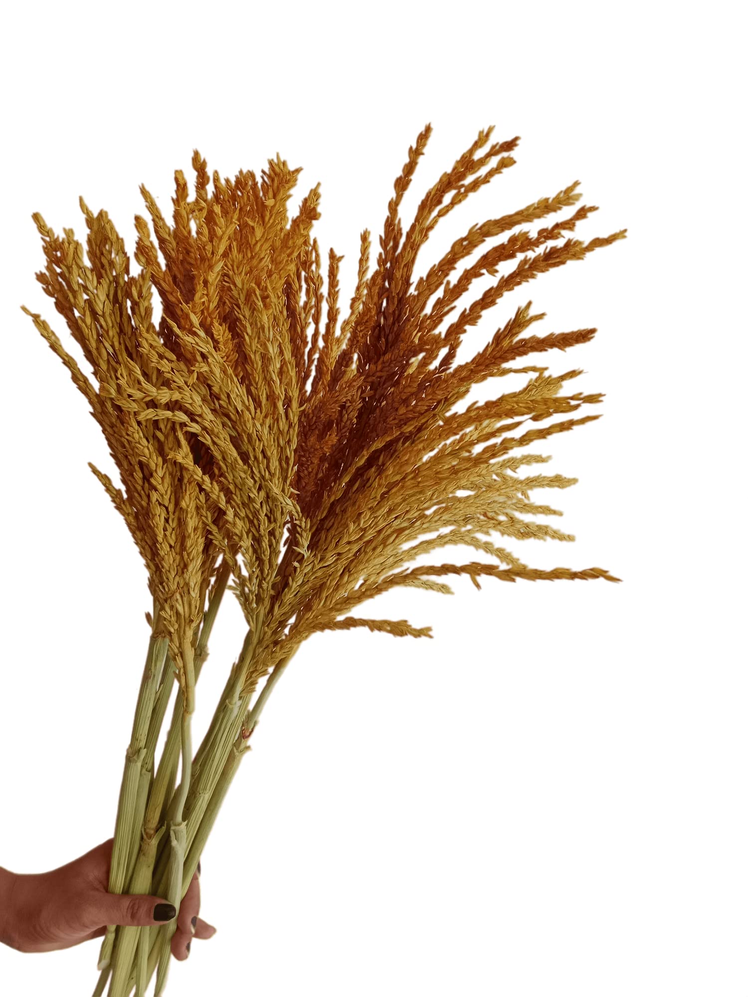 RUKDA® Dried Flower Sheaves for Decoration || Golden Maize Stalks Dry Grass Bouquet (10pcs) 1