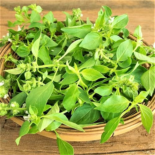 Semillas de hierbas de albahaca de limón Paquete de semillas de 100 unidades Produce plantas compactas y tupidas con hojas más pequeñas y