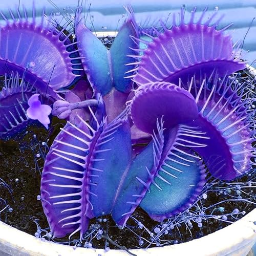 The 10 Best Blue Venus Fly Trap For Sale Reviews & Comparison Glory