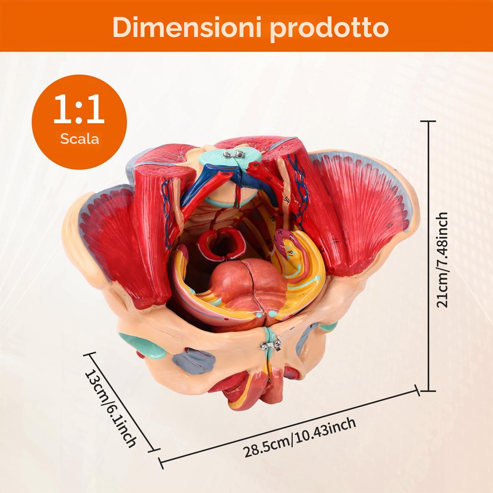 Modello Pelvico Femminile Modello di Bacino Anatomico Con Muscoli Del Pavimento Pelvico, Vasi, Nervi E Apparato Riproduttivo, Per Lo Studio E L'Insegnamento Della Scienza Medica