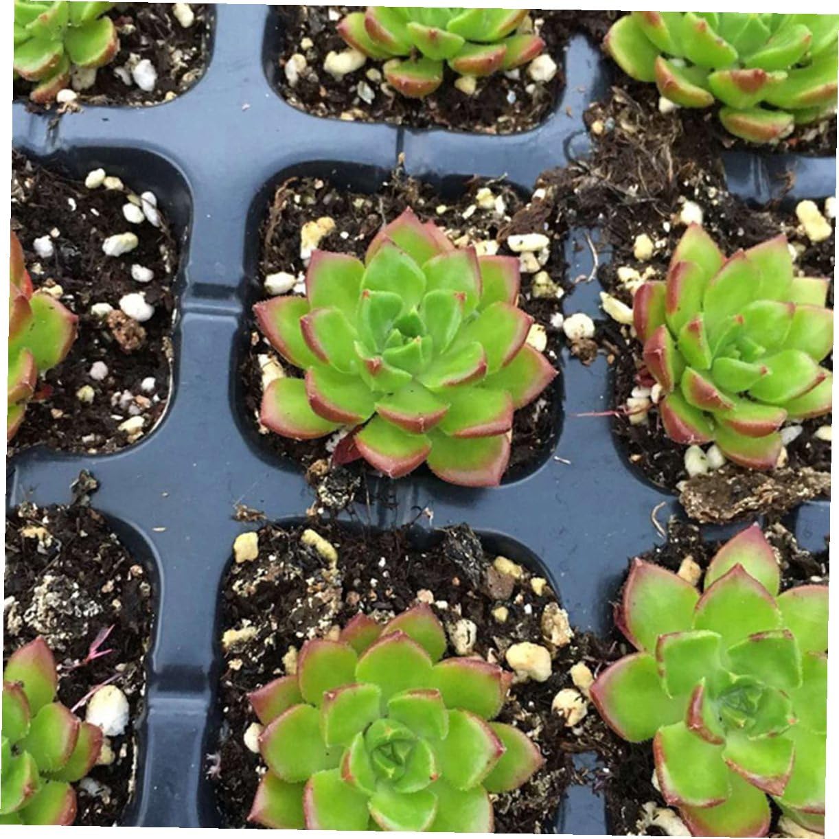 SUPVOX Vassoio di Germinazione 200 Celle in Plastica Riciclata Nero 5 Pezzi