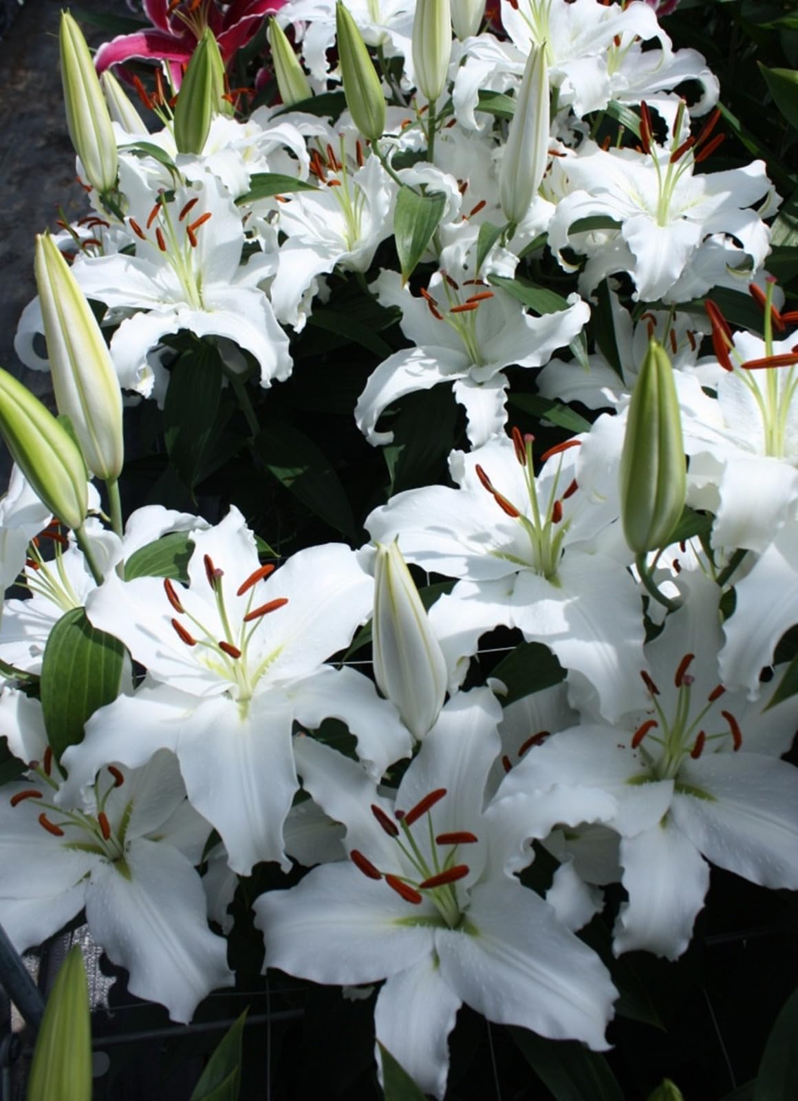 Lily Bulbs for Planting, Excellent Display- Suitable for Garden Plants- Landscape Design-6 Bulbs-E