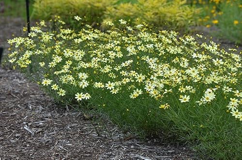 Coreopsis Moonbeam Perennial Plants, Yellow Tickseed Flowers, Live 3-Pack