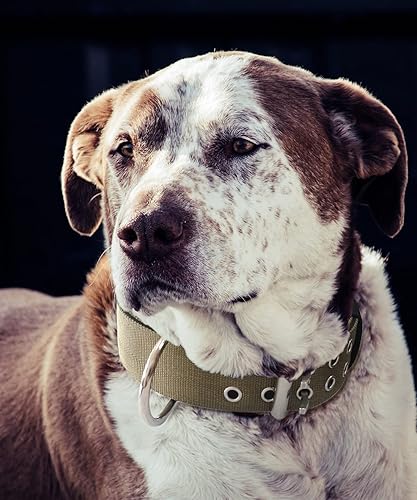 Miniatura 2 de Collar de perro para perros grandes, collares tácticos de 2 pulgadas de ancho con asa para perros de raza extragrande, camuflaje militar,