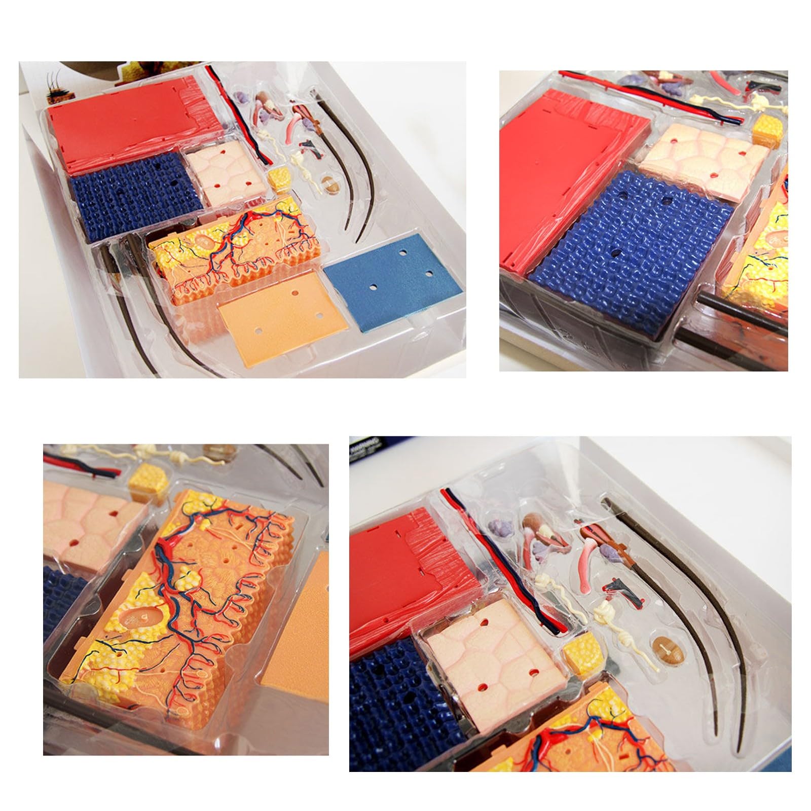 Modello di Anatomia della Pelle Umana e degli Organi Piliferi Rimovibile, Modello Anatomico della Pelle in 19 Parti, Materiale in PVC, Strumenti Didattici Scienza per Studenti e Insegnanti