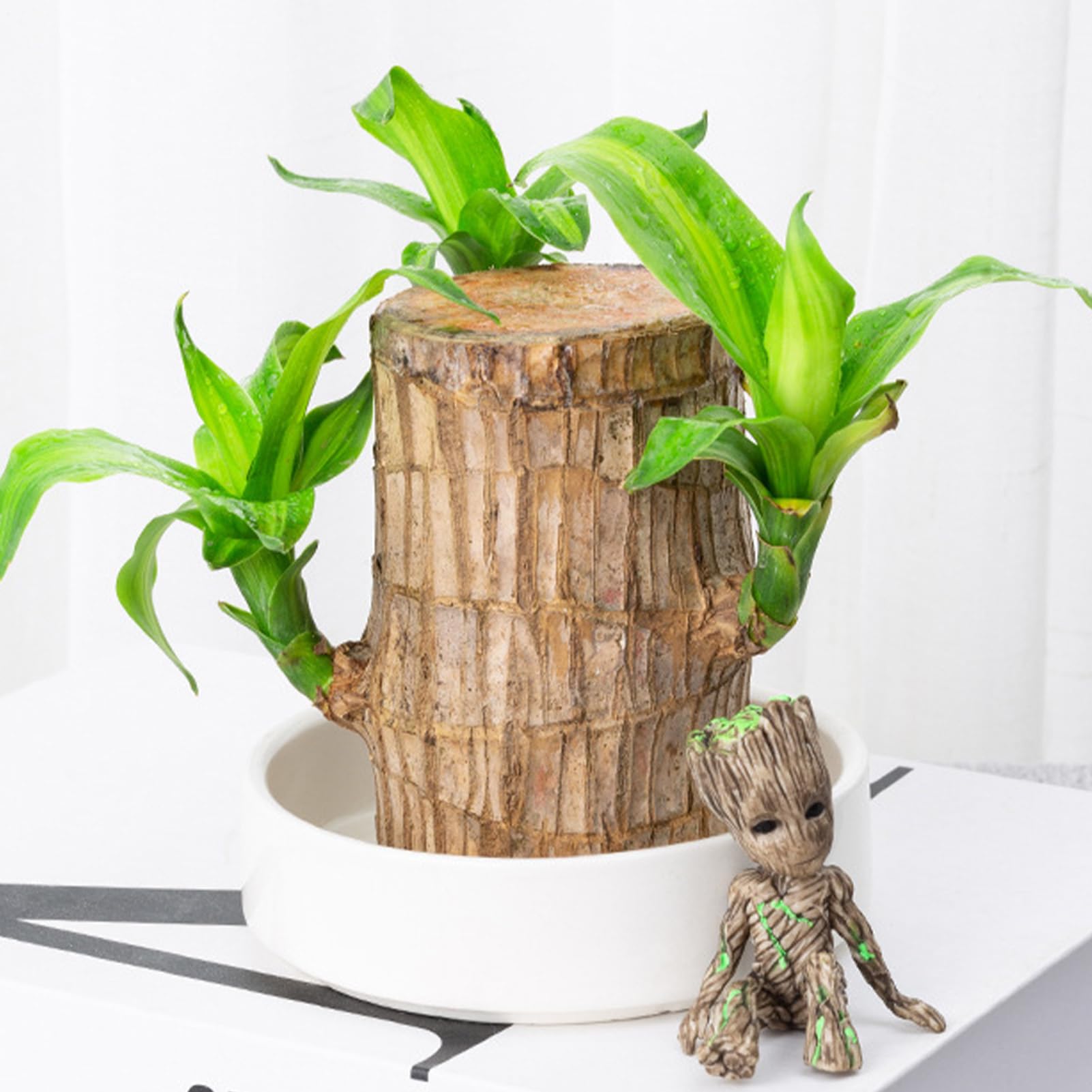 Planta De La Suerte Brasileña: Madera Hidropónica Con Figura De Monje | Purifica El Aire Para Estudio, Dormitorio O Baño