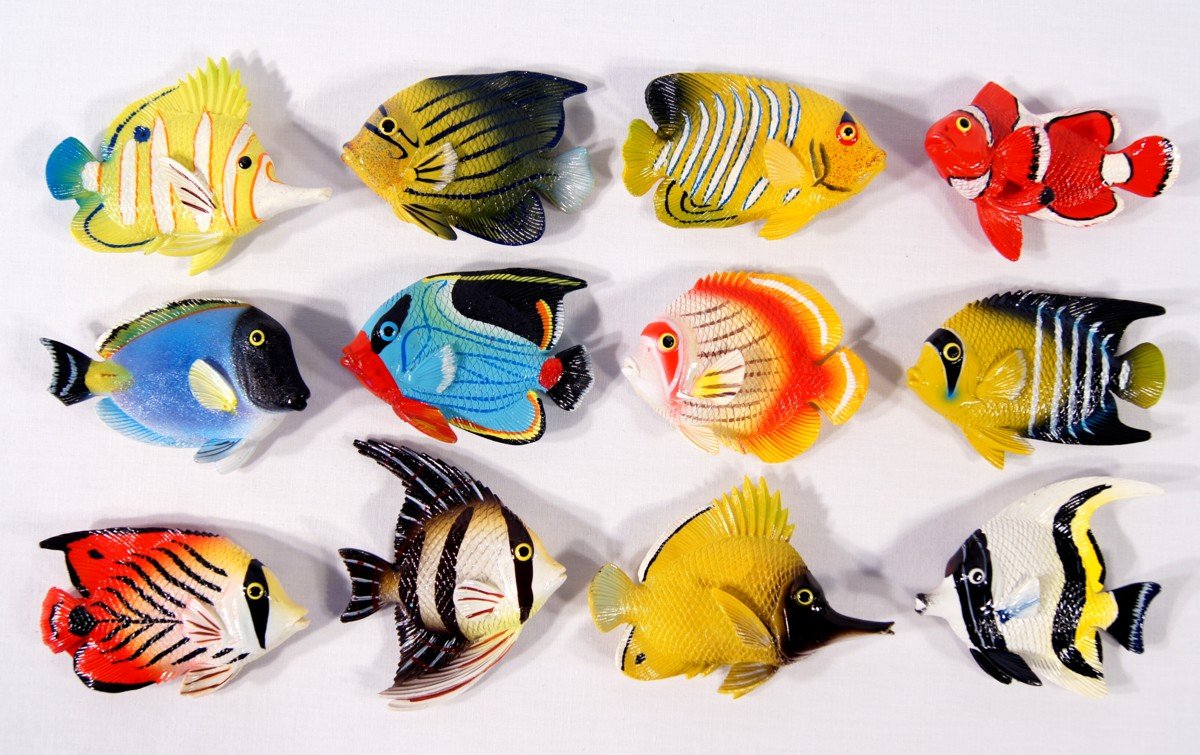 Amazon.com: LX Wholesale Pack Handpainted Assorted Tropical Fish