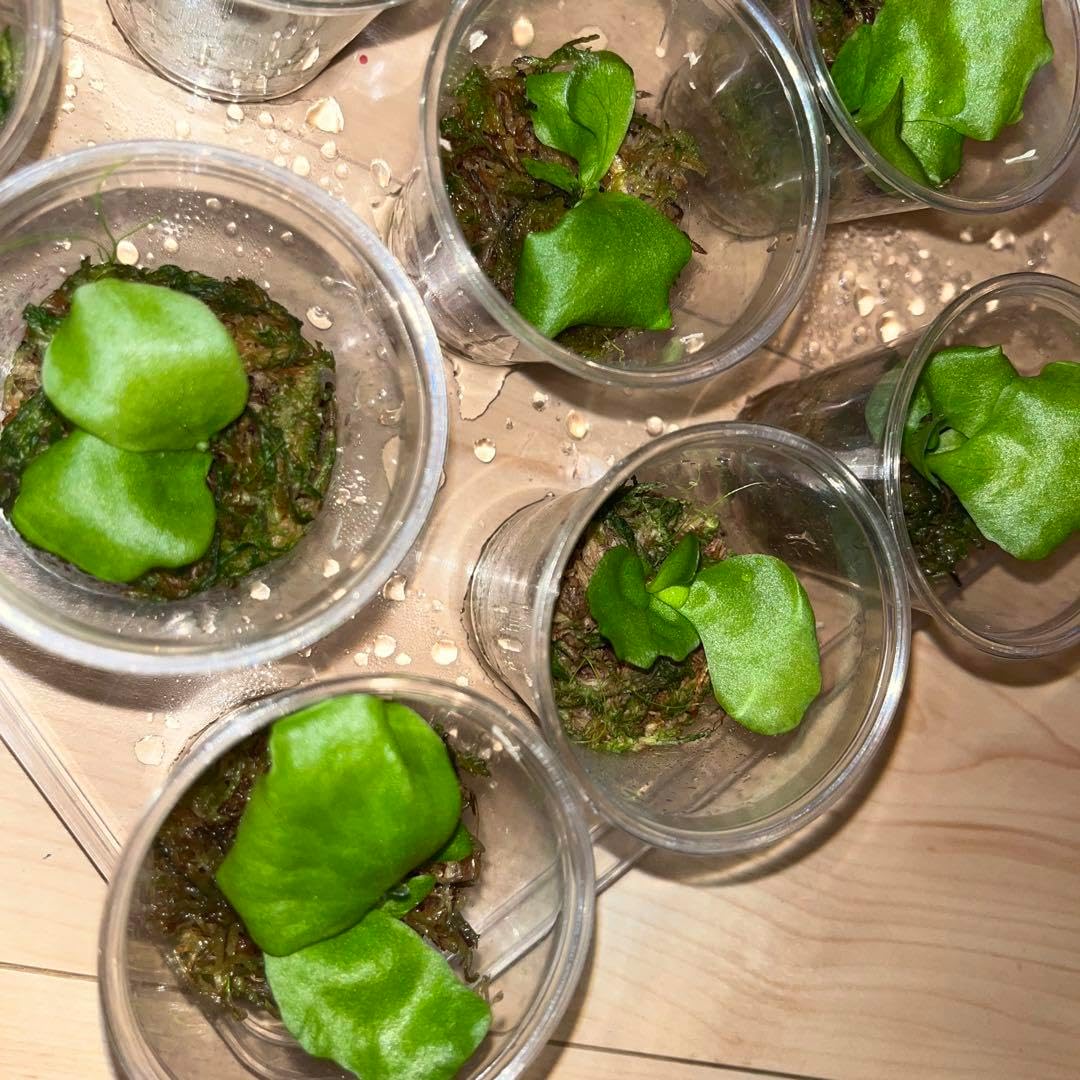 ビカクシダ コロナリウム 胞子培養 スポア