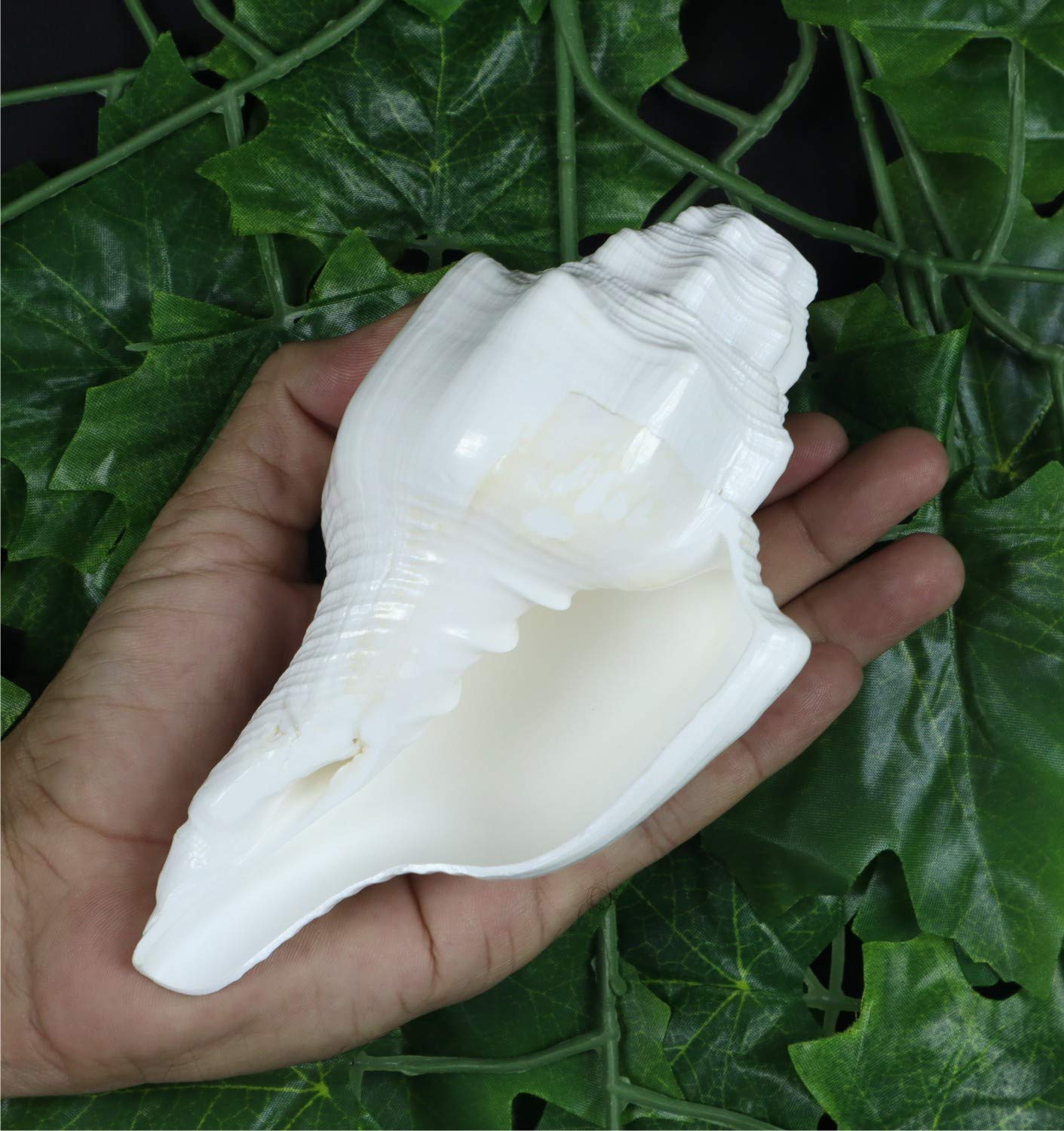 ASHIRWAD Blowing Shankh Vamavarti Dattatreya - Conch Shell - Puja Ritual - Shankhnaad (Shankh-10)