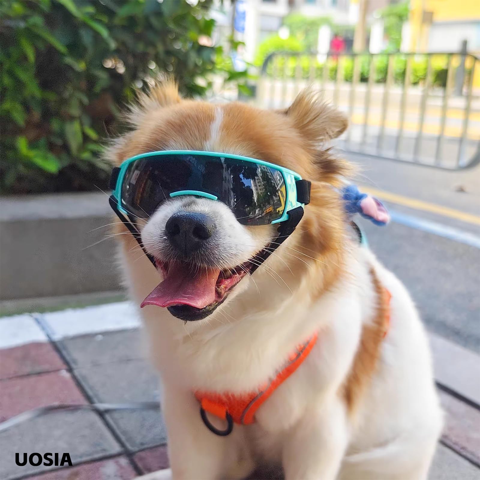 Ensemble de Lunettes et Casque pour Petit Chien, Lunettes d'extérieur pour Animaux de Compagnie, Casque de Moto avec Trous d'oreille, Chapeau pour Chat