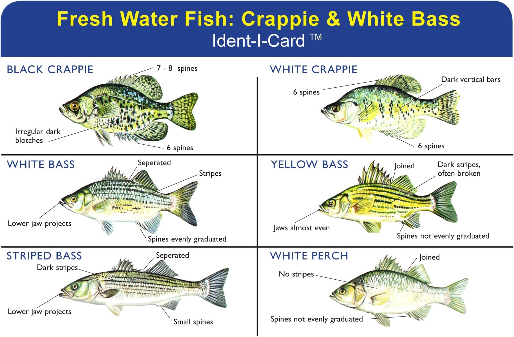 Crappie & White Bass Ident-I-Card - Freshwater Fish Identification Card