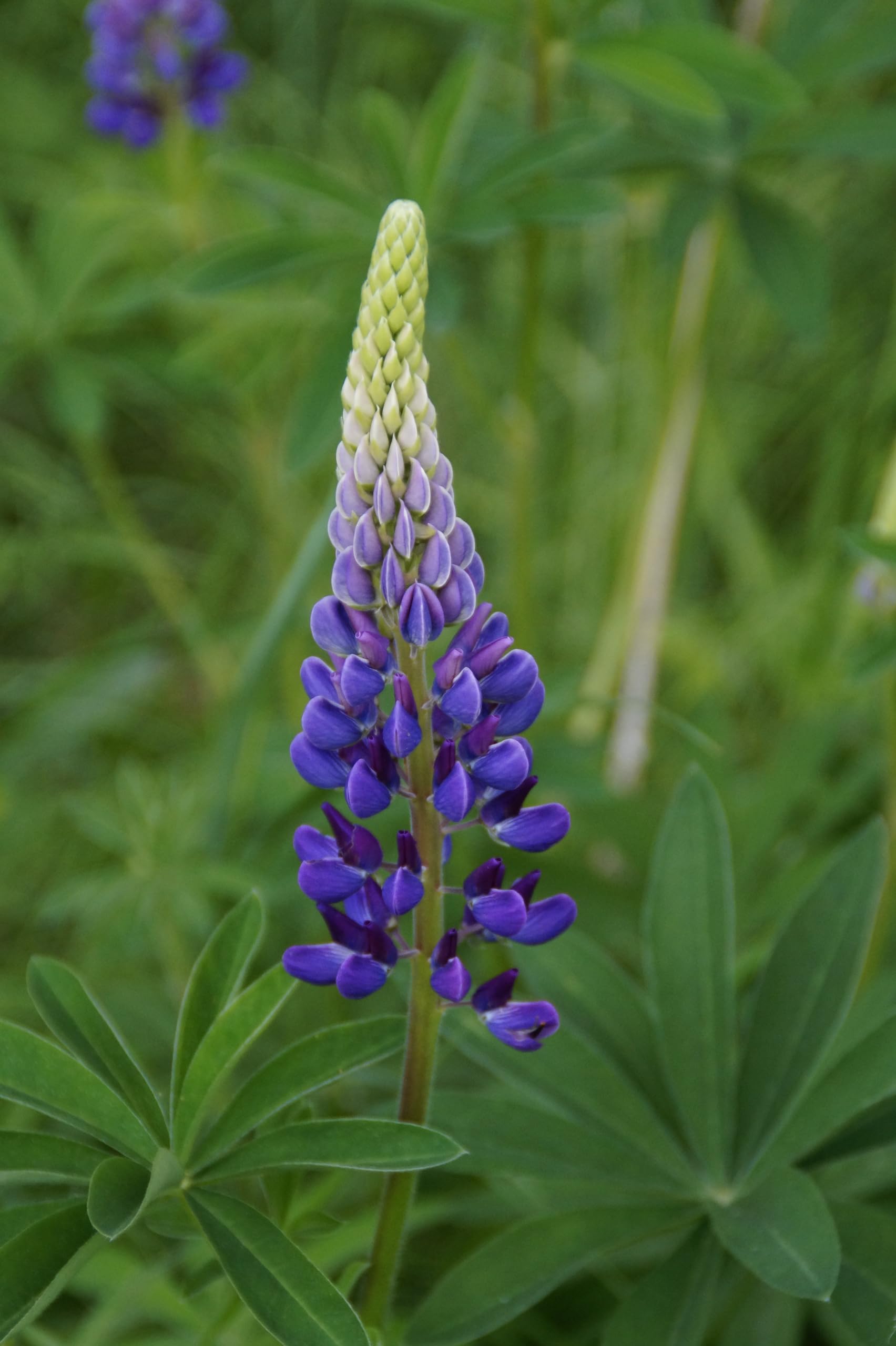 Lupine (Lupinus angustifolius) Samen (in blau). Sehr guter natürlicher Gründünger! (10000 Samen = 1700,0g)