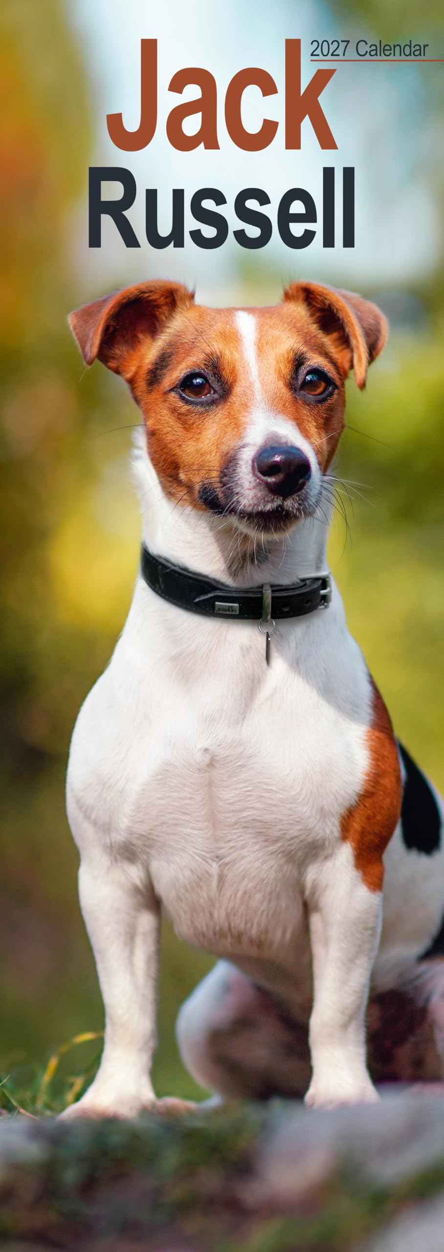 Jack Russell Slim 2027 Calendar | Slimline Wall Calendar | Dog Breed Gift | Plastic Free Packaging | by Avonside Publishing