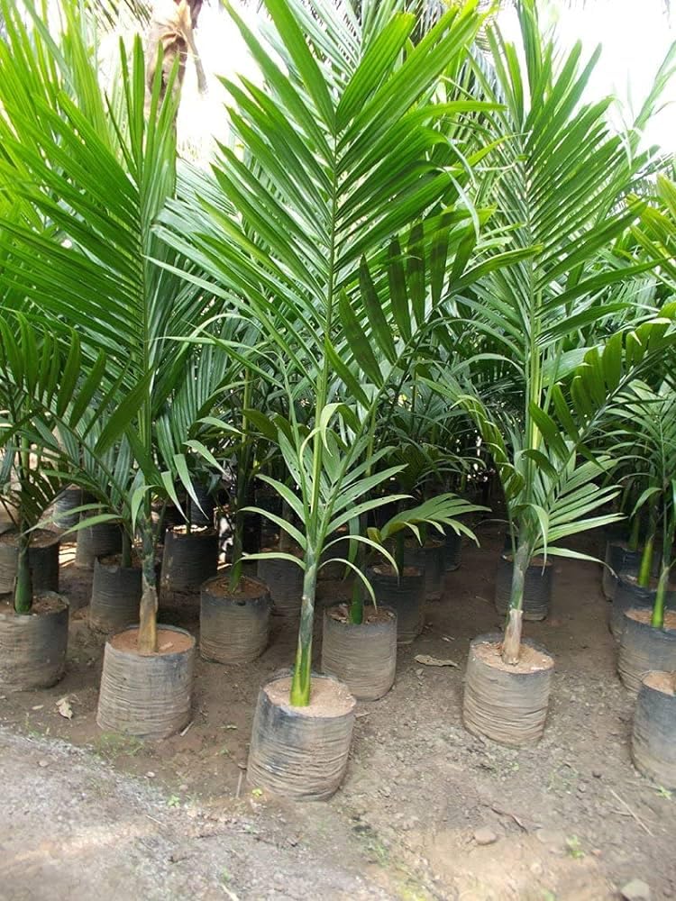 Betel nut plant, plant for Betel nut (pack of 3) (B0CKFCXGBT) Amazon Price History, Amazon Price Tracker