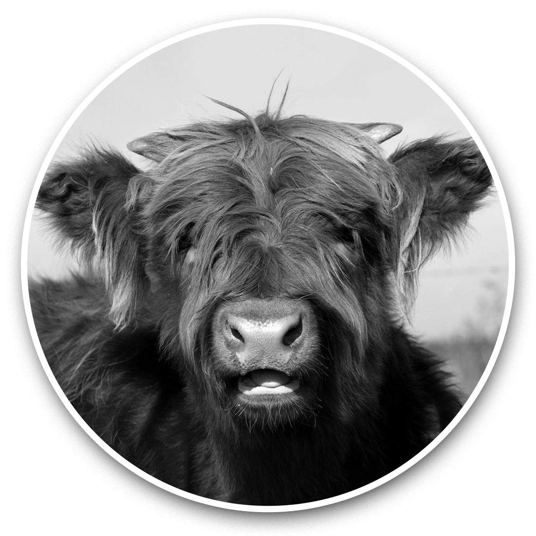 Destination Vinyl Ltd Bw Ginger Highland Cow Scotland 40918 Vinyl Stickers (Set Of 2) 7.5Cm (Bw) - Ginger Highland Cow Scotland Laptop Tablet Luggage Scrapbook #40918