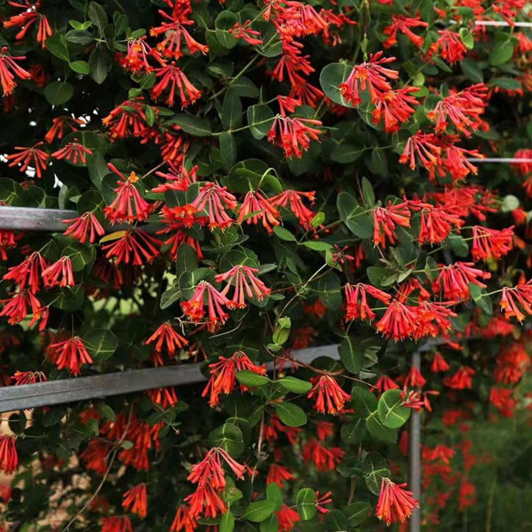Fragrant Climbing Honeysuckle Major Wheeler