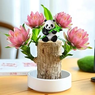 Brazilian Lucky Wood Kit with Monk, Grow Your Own Luck,Easy to Maintain Mini Brazil Woods for Indoor/Outdoor, Bedroom, Kitchen, Office Desk, Garden and Other Decorations (B)