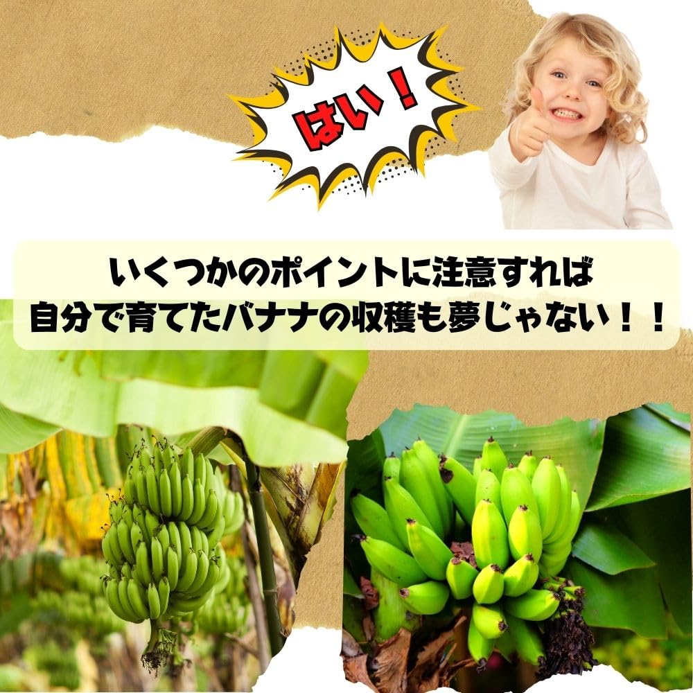 バナナの葉　4キロ Amazon.co.jp: 《雪国育ちのコンパクトバナナ充実の 6号株