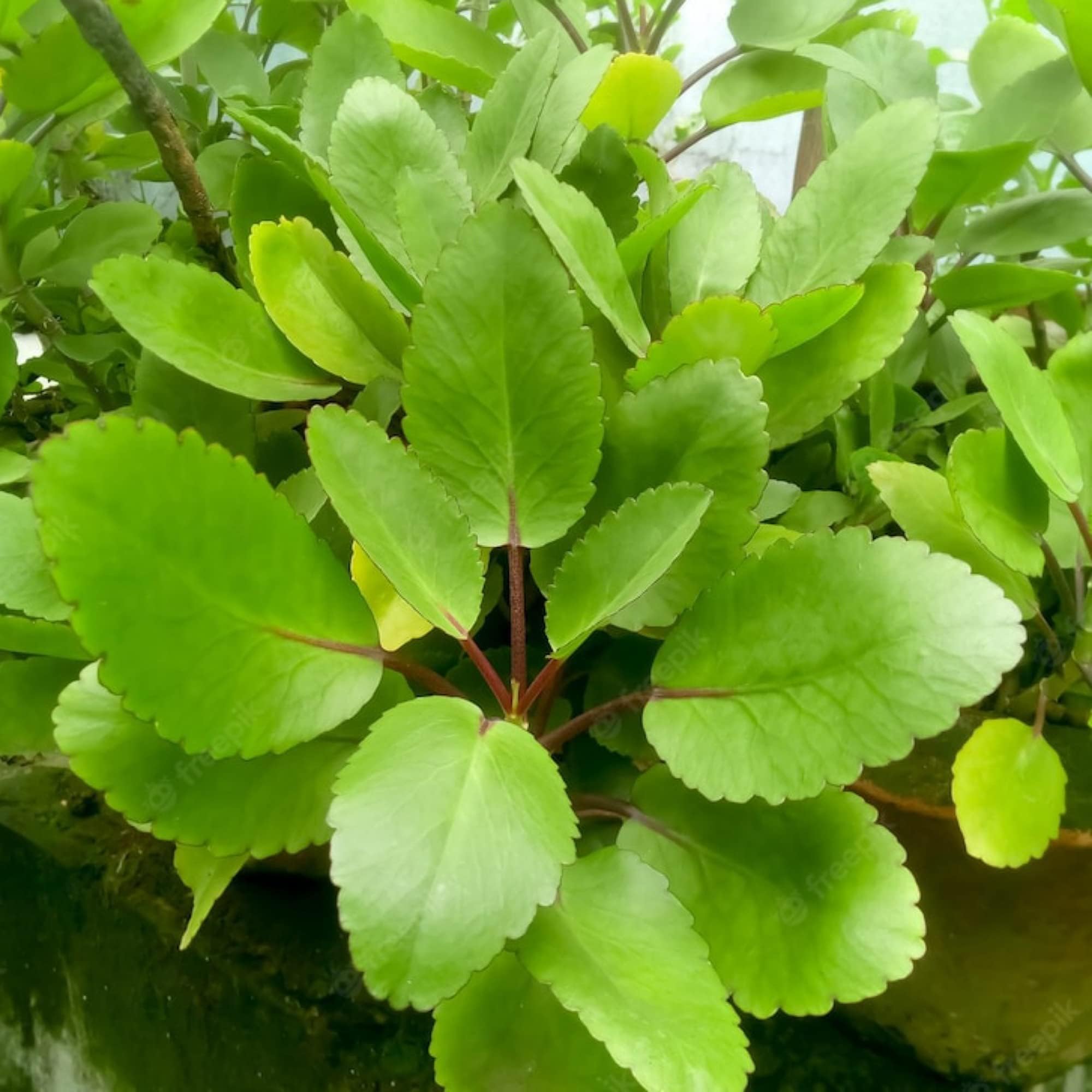 Real Patharchatta Live Plant Kidney Stone Plant Patharchatta Ayurvedic Medicinal Plant Kalanchoe Pinnata Plant For Home Garden With Pot,Green-image-29