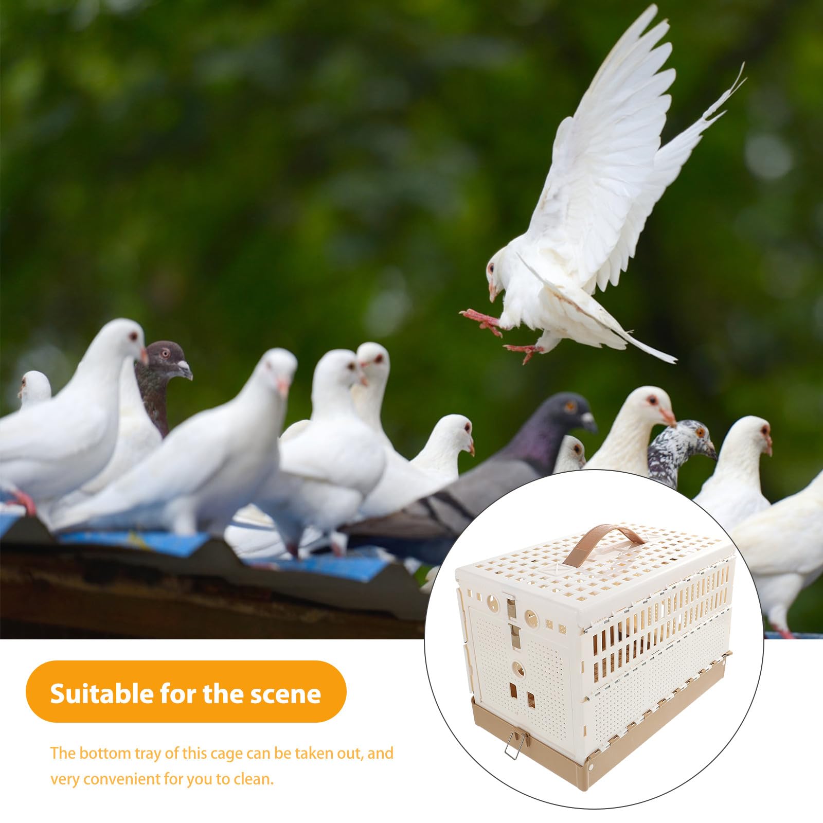 ABOOFAN Jaula Plegable para Palomas Bandeja Desmontable y Pestillo Seguro, Hecha de Plástico Resistente para Transporte y Entrenamiento Intensivo en Exteriores E Interiores 12.6X8.7X7.9