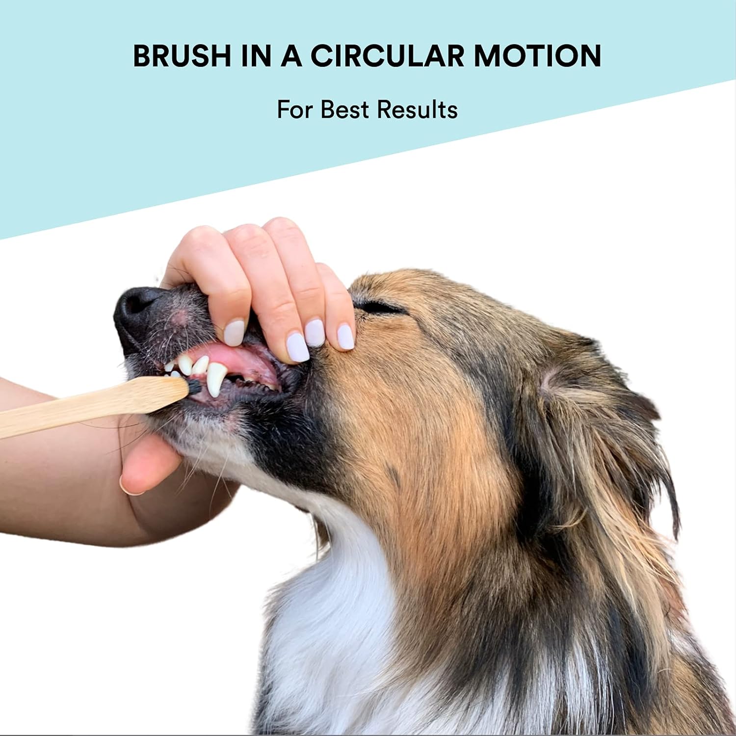 toofers Bamboo Dog Toothbrush - Large and Small Dog Toothbrush, Double-Sided for Adults and Puppies (4-Pack), Dental Care to Clean Teeth, Reduce Plaque and Bad Breath, Eco-Friendly - Soft White : Pet Supplies