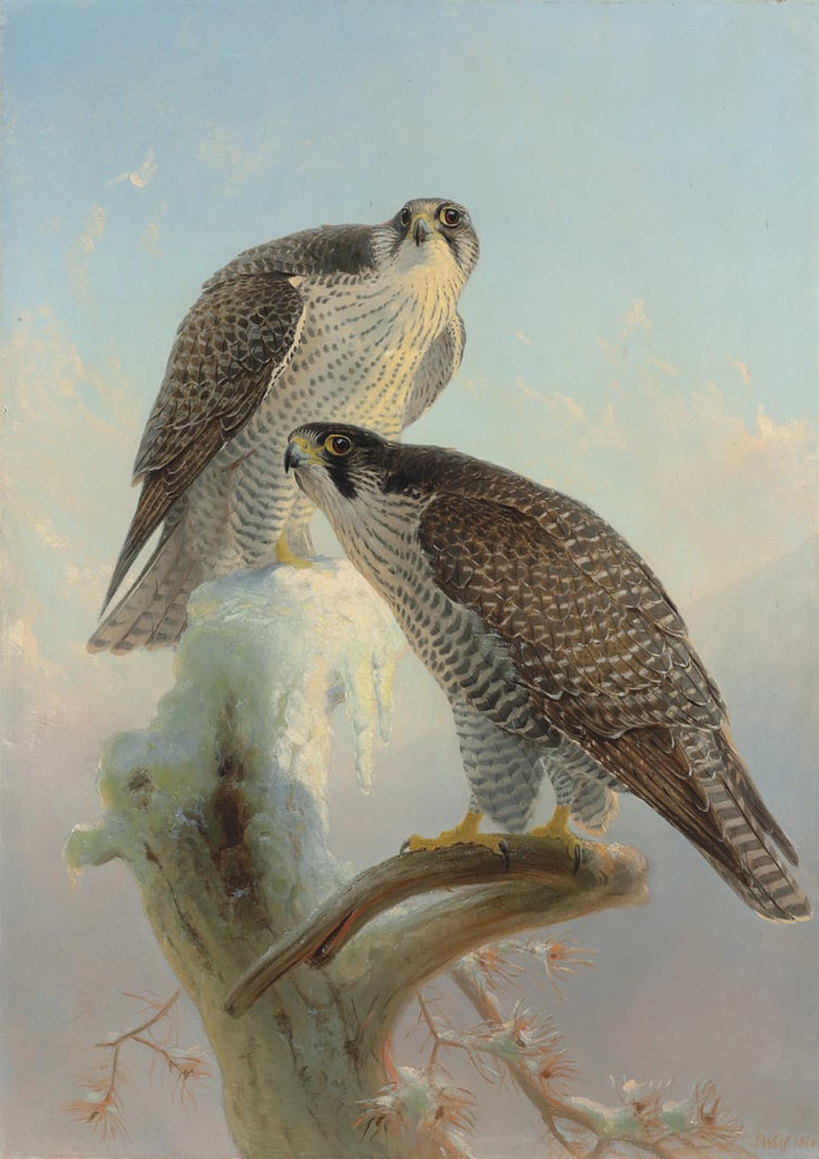 ARTXLXXBN Famous Painting Canvas Artwork Graffiti Print Norwegian Gyrfalcon by Wolf Portrait Canvas Image for Home Decor 60x90cm