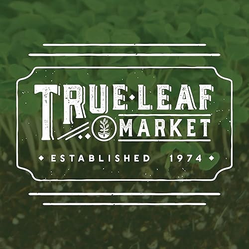 Miniatura 3 de Mountain Valley Seeds - Semillas de trébol holandés blanco, paquete de 0.14 oz  700 semillas, semillas de césped, pasto y cultivos de cobertura