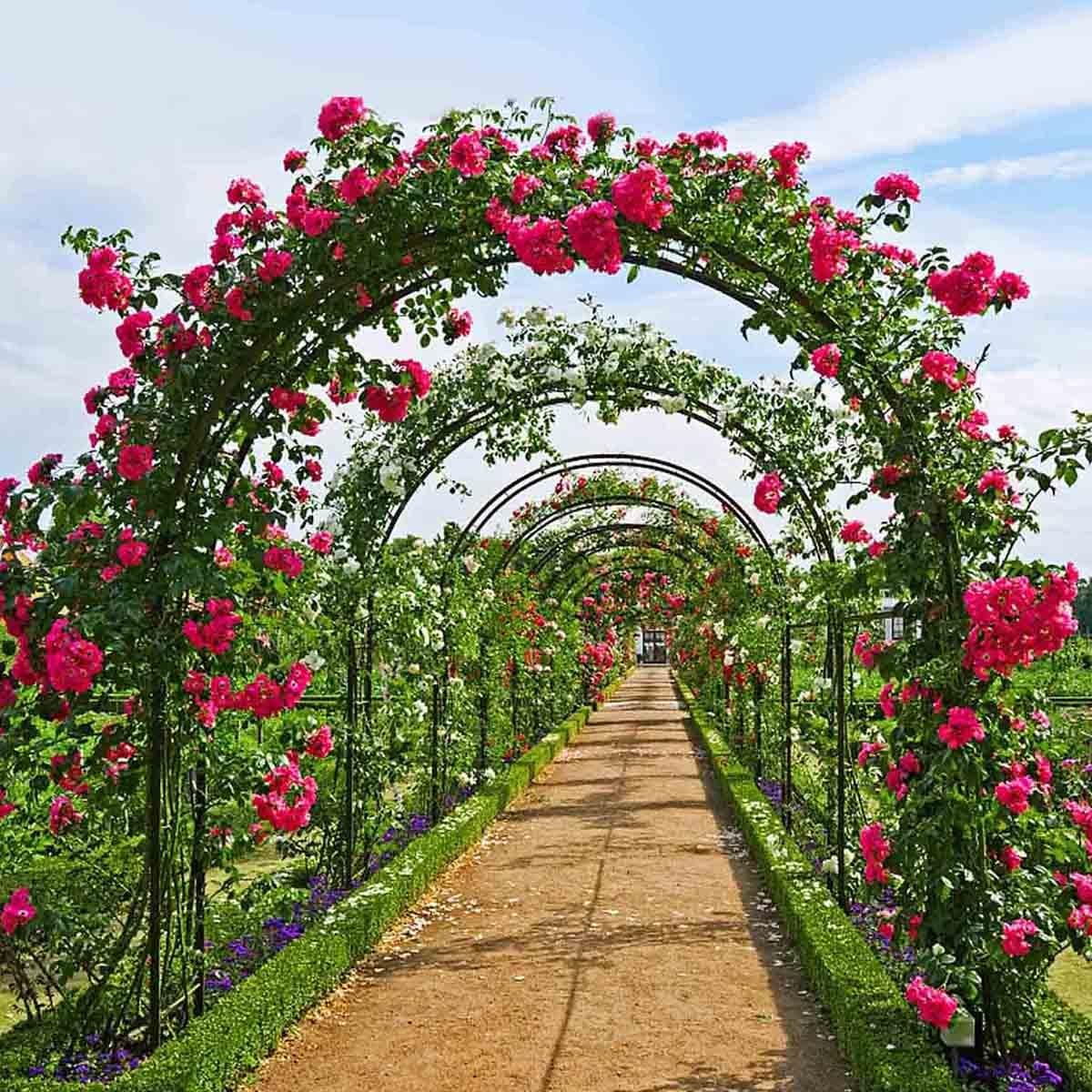 Metalowy łuk ogrodowy do róż pnących – pergola z kratą kwiatową do użytku wewnątrz i na zewnątrz Rozmiary: 140 x 230 cm 180 x 220 cm 240 x 220 cm 300 x 220 cm.