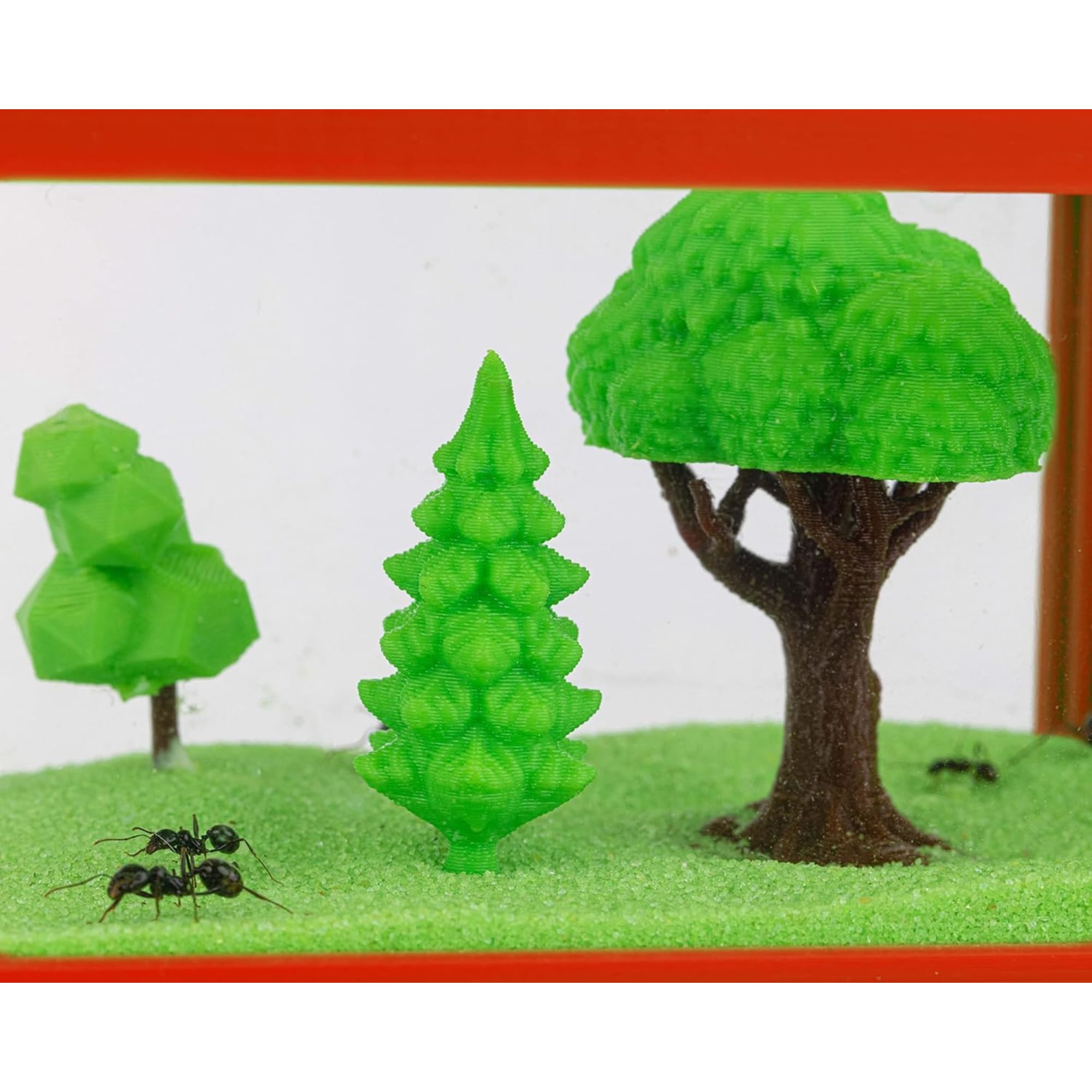 Ant Farm T with Free Ants and queen – Educational formicarium For Live Ants - 3