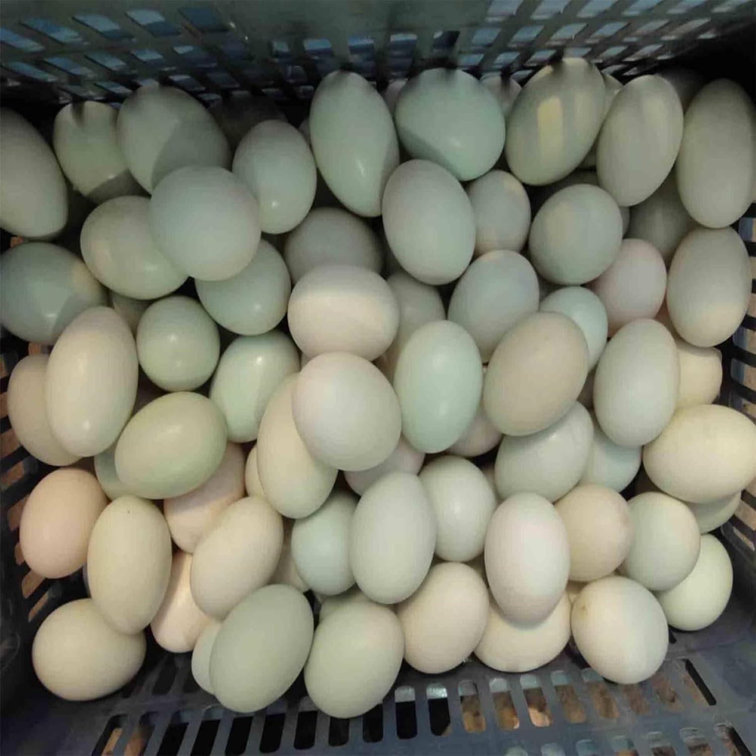 Automatic Egg Washer Machine, Egg Surface Cleaning, 2300 Pcs/H Chicken Duck Goose Egg Egg Cleaner Wash Machine, Egg Washer Machine Tool for Home Farm(220V)