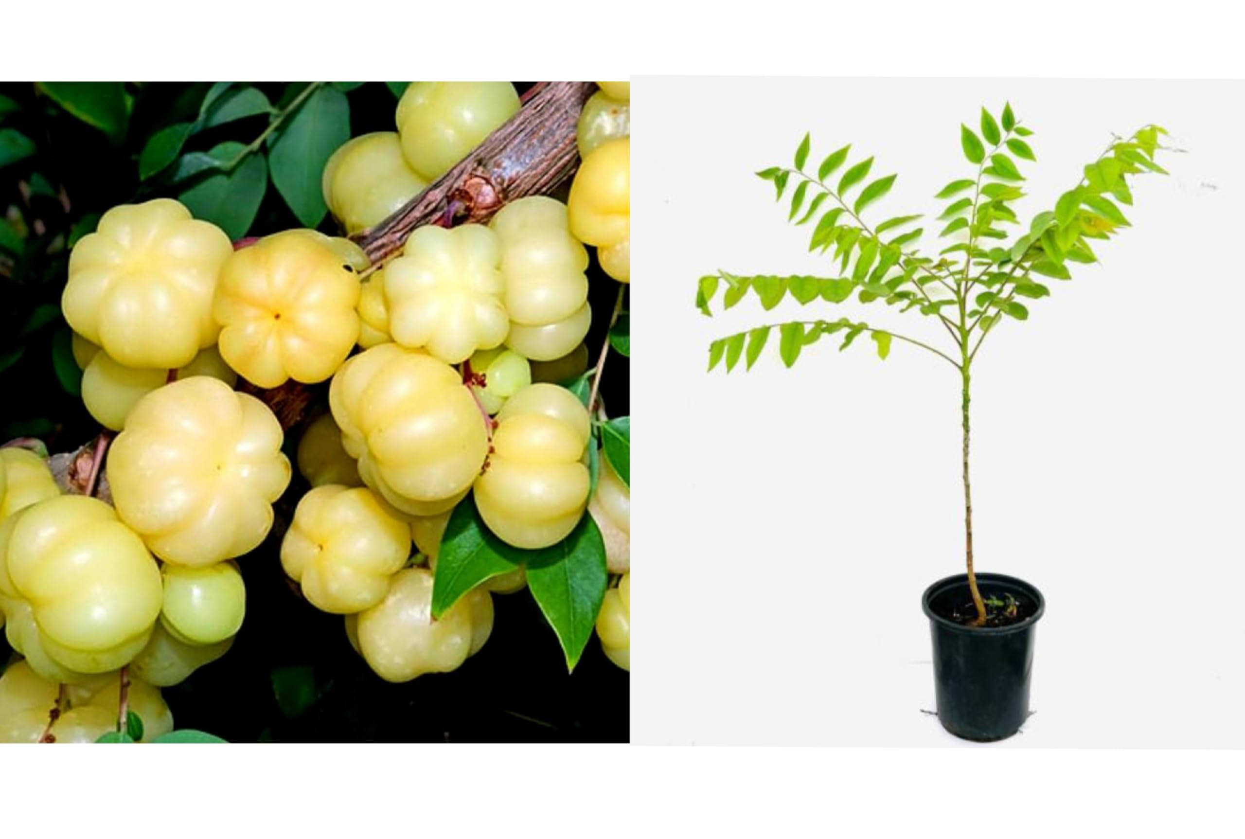 1 HYBRID ROYAL FRUIT PLANT/GOOSEBERRY FRUIT/STAR TREE OUTDOOR ORGANIC LIVE GARDEN GRAFTED PODA (B0D2RWXT8L) Amazon Price History, Amazon Price Tracker