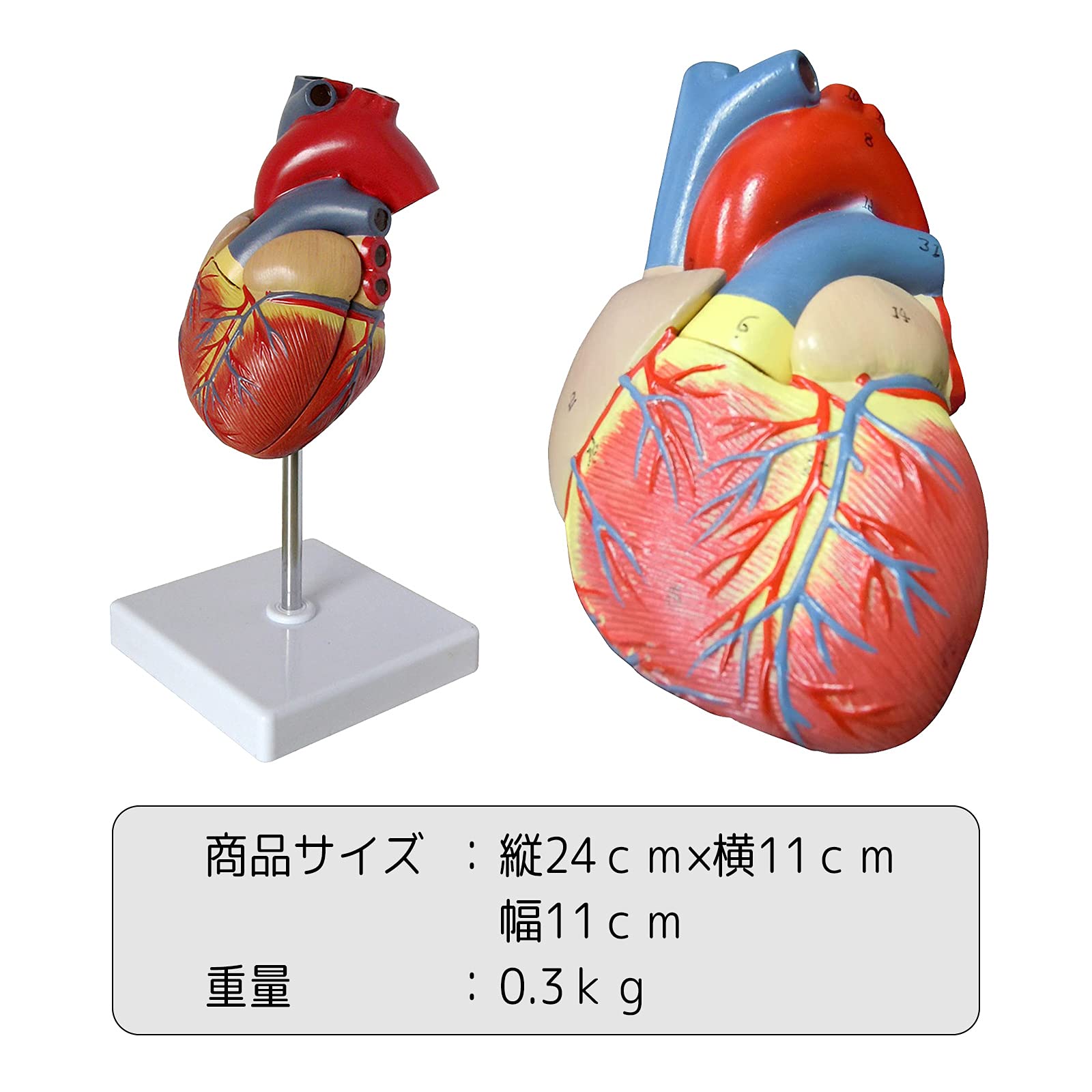 Amazon.co.jp: シンプルチョコ 心臓 模型 実物大 ミニ 人体模型