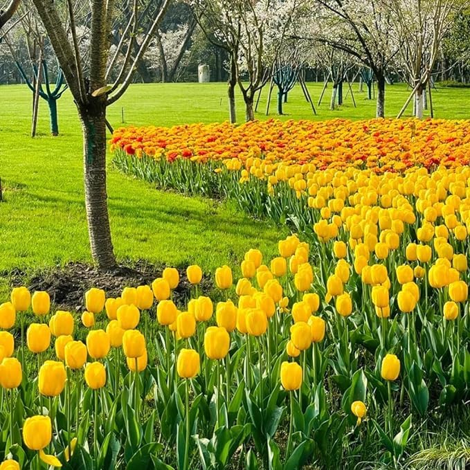 Tulip Bulbs,Flowering Rhizome,Excellent Display,Hardy Perennial,Iridescent,Tulip Bulbs Mix,Tulip Tubers UK,Good for Containers,Cut Flowers,Greening Flower,Balcony Garden Bulbs.-15Bulbs-I