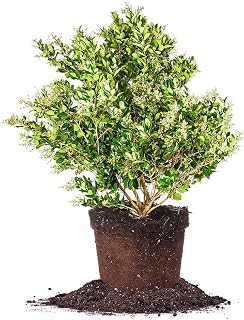 Wax Ligustrum 3 Gallon