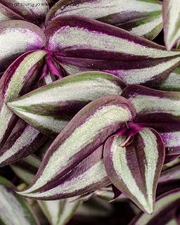 HATCHMATIC Germination Seeds: 7: Tradescantia zebrina ering Jew Purple Unrooted 3-5-7 Cuttings House Plant