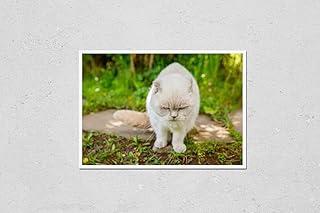 Wall Art Poster Print of Funny Short-Haired Domestic White Kitten Sneaking Through Green Gerass Backyard Background. British Cat Walking Outdoors in Garden on Summer Day. Pet Care Health and Animals