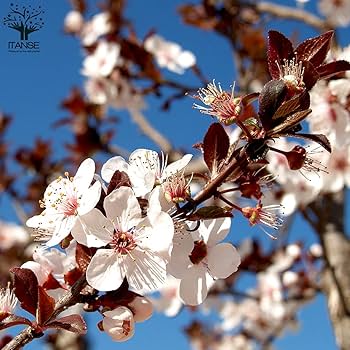 Amazon.co.jp: スモモの苗木 品種：紅葉スモモ(ハリウッド)【品種で