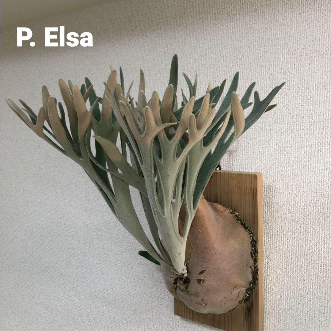 天然石サンストーン 龍亀 と 呑金獣 お金食い子 2点セット 【公式通販】