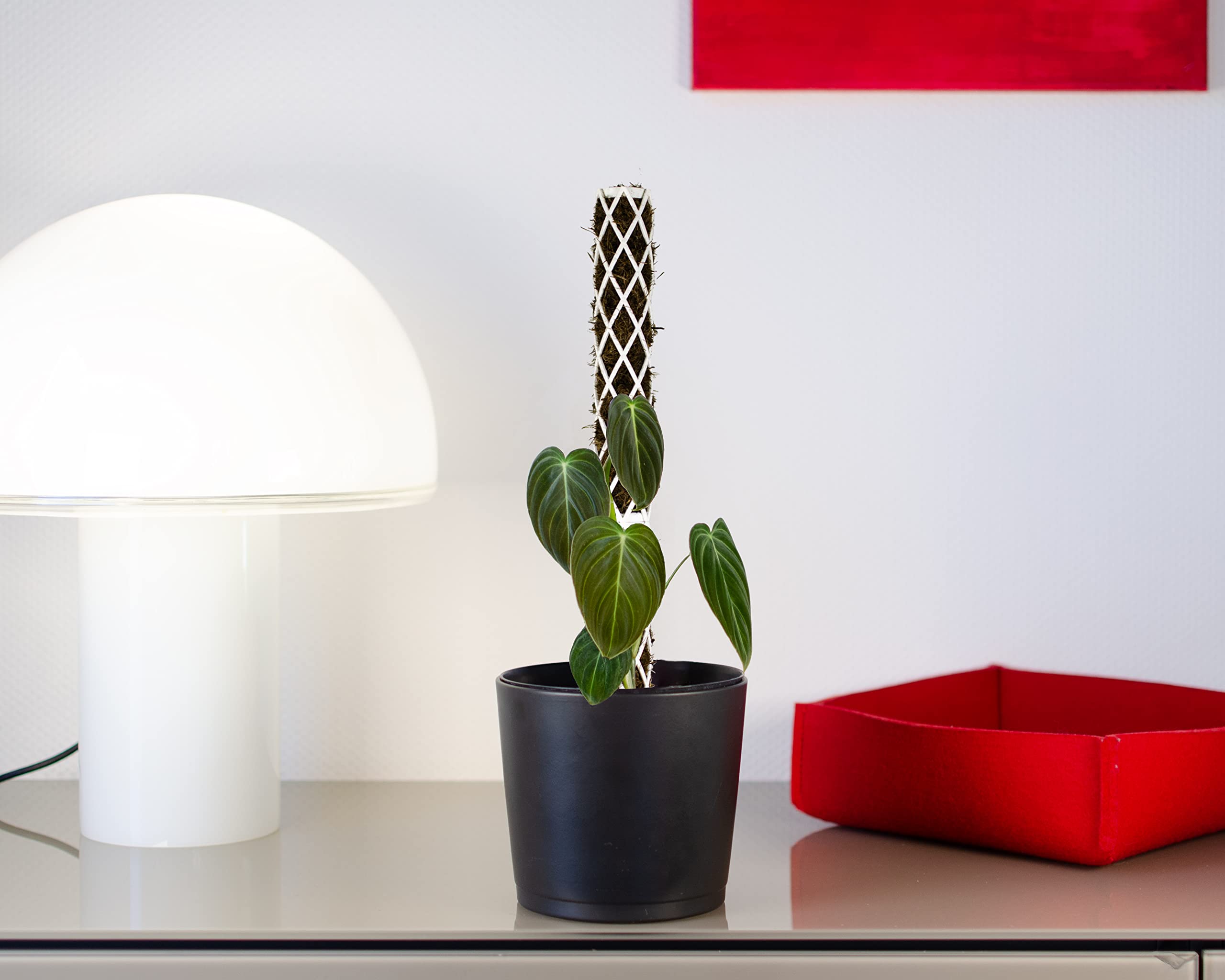 PlantMe Rankhilfe mini, kleine Rankhilfen fr Kletterpflanzen, Monstera,  Moosstab, Pflanzstab, Pflanzensttze, small Moss Pole, Kletterhilfe  Zimmerpflanzen (40cm Without Filling, Wei) : Amazon.de: Garten
