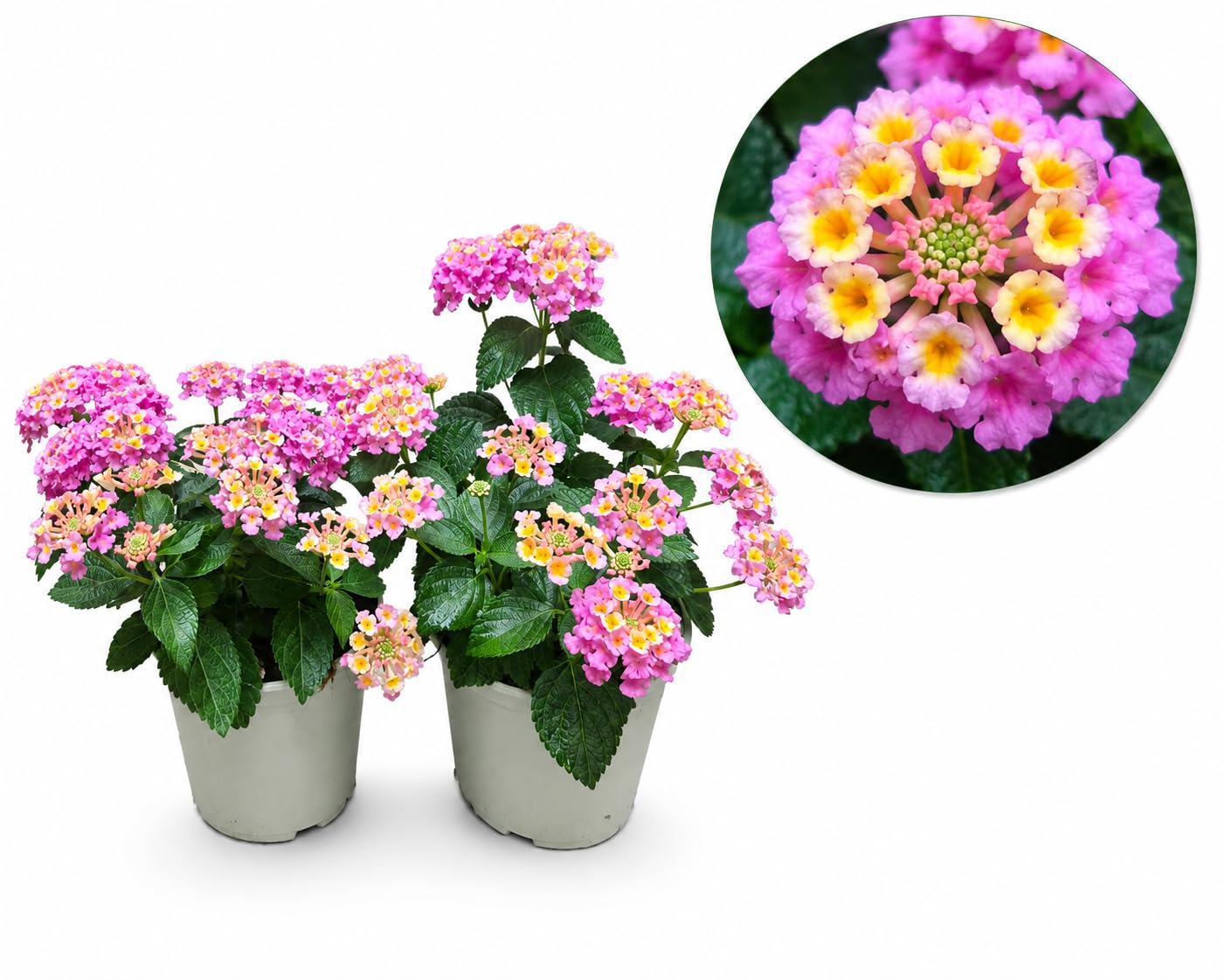 POWERS TO FLOWERS - LANTANA CAMARA ROSA, 2 PIANTE, VASO 14CM, piante vere