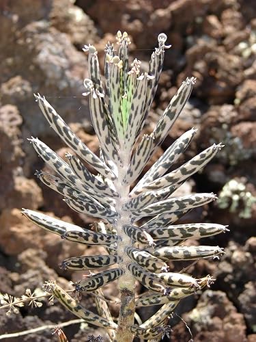 Miniatura 2 de 1 Kalanchoe Mother of Miles Plant Live - Kalanchoe Bryophyllum de 3 a 6 pulgadas de alto para plantar