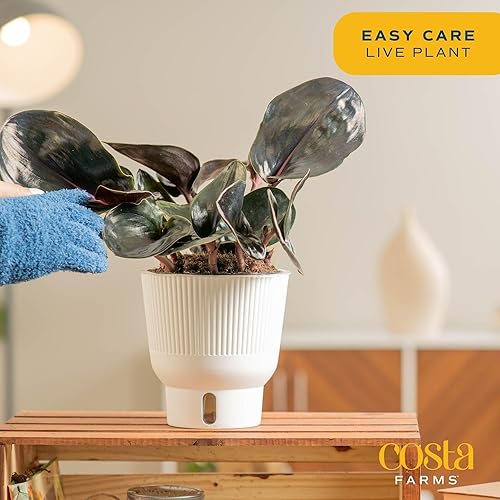 Miniatura 54 de Costa Farms - Planta de interior viva Monstera pequeña, fácil de cultivar, en maceta de jardín, con tierra para macetas, regalo de inauguración