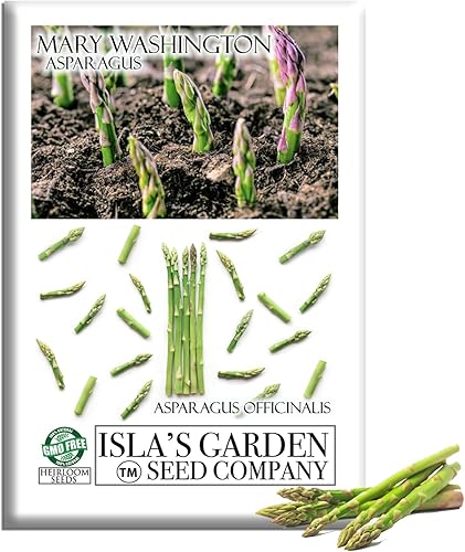Semillas de espárragos Mary Washington (Asparagus officinalis)  Más de 125 semillas de reliquia sin OMG para plantar, plantas perennes de larga vida