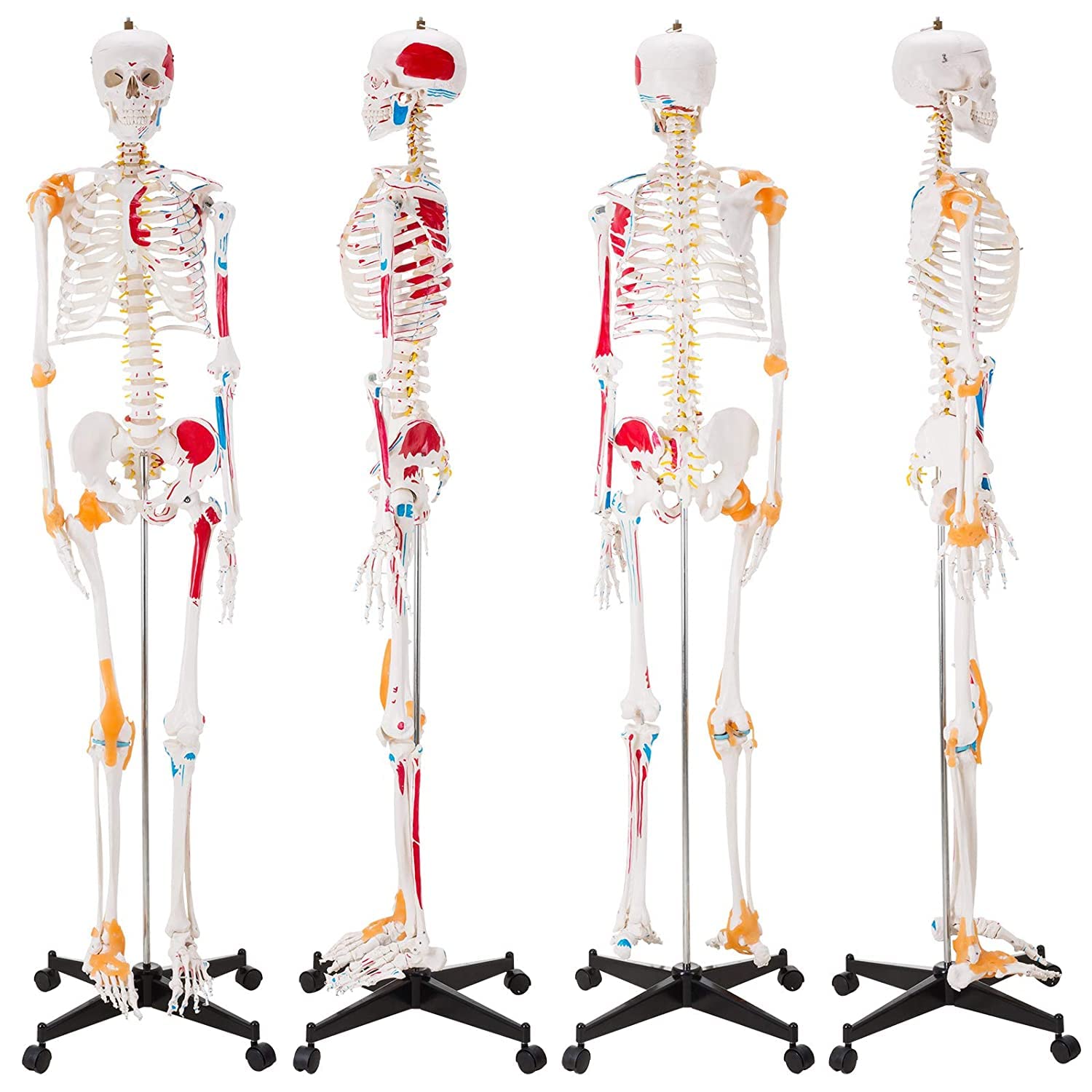 Buy UIGJIOG LifeSize Human Skeleton Model 180Cm Anatomical Skeleton
